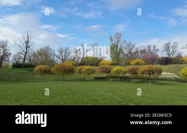 Green meadow with small colorful trees and blooming bushes in city park ...