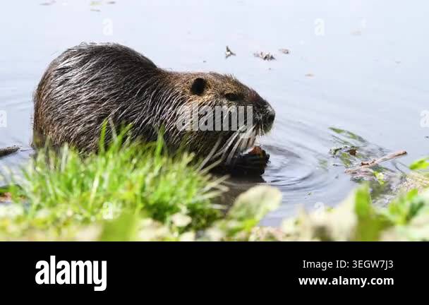 Nutria river rat eating carrot, coypu herbivorous, semiaquatic rodent ...