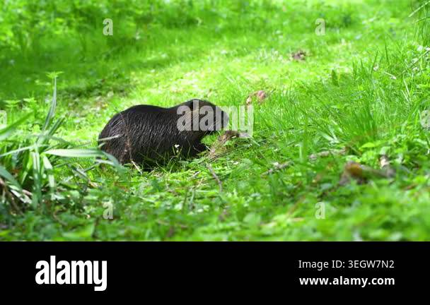 Nutria river rat on meadow, coypu herbivorous, semiaquatic rodent ...