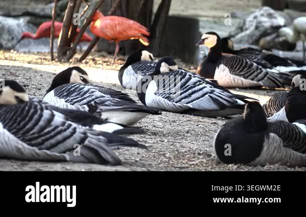 Flock of barnacle geese (Branta leucopsis) resting on the ground ...