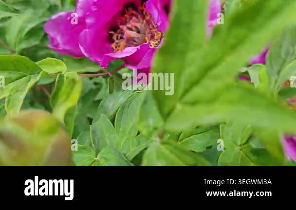 footage of a blooming red petal paeonia mascula flower plant Stock ...