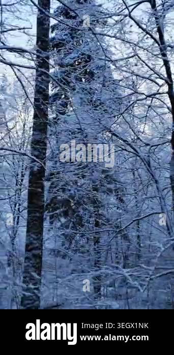 Cinematic tracking shot of a tall fir tree in a snowy winter forest ...
