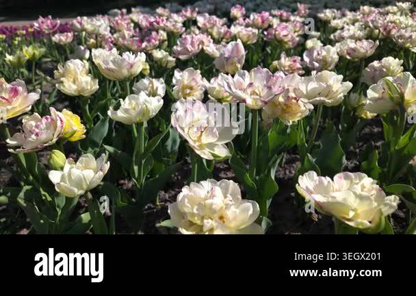Beautiful field of white and pink double tulips blooming in a sunny ...