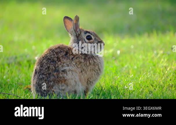 Wild Rabbit Sitting in Grass Nature Wildlife Video Stock Video Footage ...