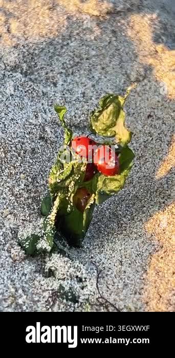 Macro view of multiple ladybugs clustered on green seaweed emerging ...