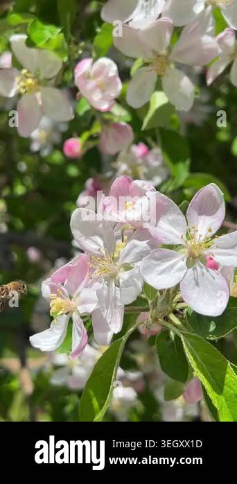 Slow motion style moment of bee landing on blossom and flying away ...
