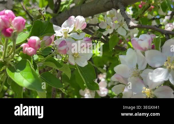 Bees gathering nectar from apple blossoms in orchard showing ...