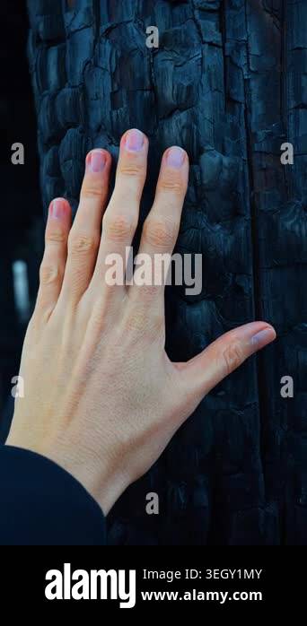 Female hand touches the piece of timber after the fire. Burnt black ...