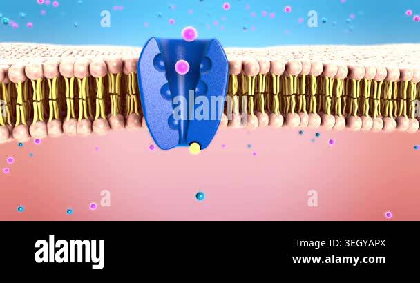 The sodium-potassium pump is a vital membrane protein that moves sodium ...