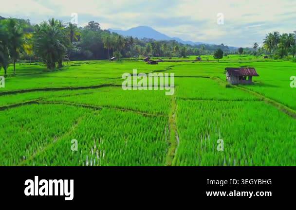 Farmers planting rice in terraced rice fields at sunrise in Indonesia ...