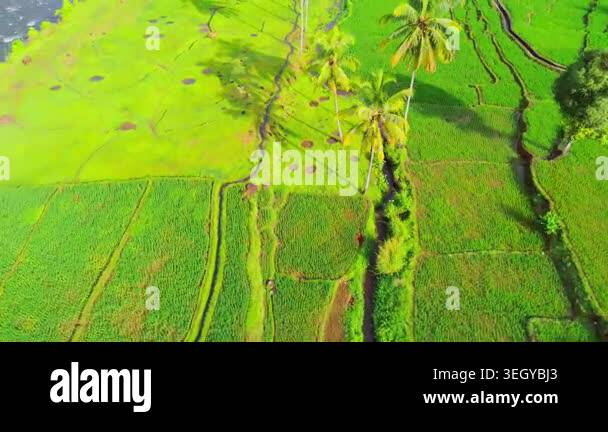 Farmers planting rice in terraced rice fields at sunrise in Indonesia ...