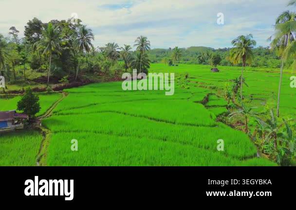 Farmers planting rice in terraced rice fields at sunrise in Indonesia ...