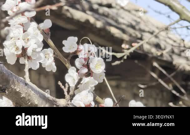 Close-up of white flowering branches with a rustic background in sunny ...