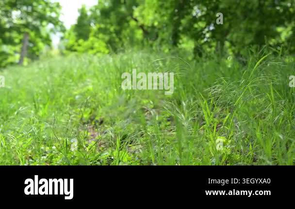 Beautiful green lawn with soft wind movement and dark leafy forest ...