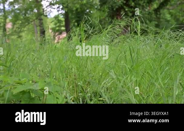 Fresh young green grass sways lightly in the wind with dark forest ...