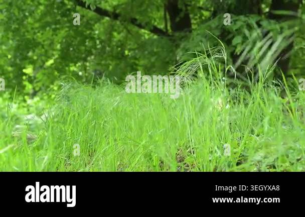 Young green grass softly waving in the breeze with deep green woodland ...