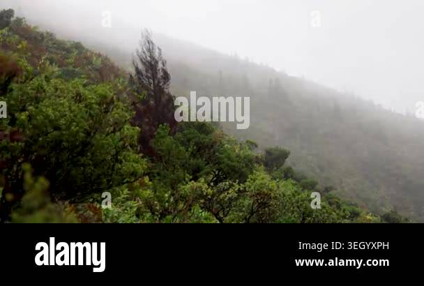 A lush green hillside hit by a storm with wind and fog. The trees are ...