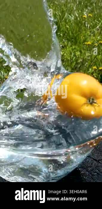 washing yellow tomatoes in water in a garden park outdoors on a grass ...