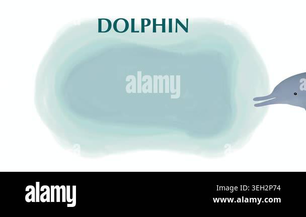 Educational video infographic of dolphin anatomy. Detailed labels ...