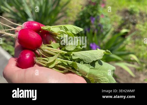 how to grow radishes, organic vegetables, healthy food, vegetable ...