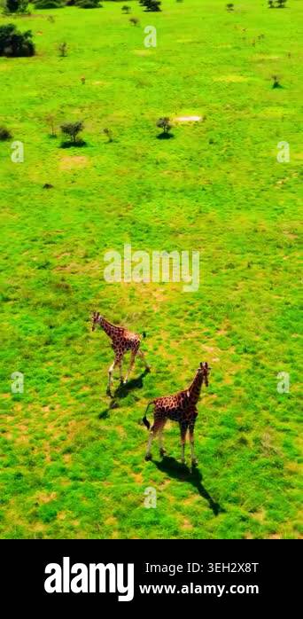 Aerial View Giraffe Pair Traversing Savannah, Two Tall Giraffes Moving ...