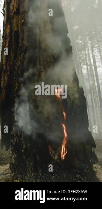 Burning Tree Trunk With Smoldering Bark And Vertical Smoke Plume ...