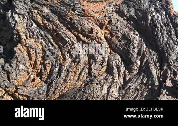 Solidified lava rocks cover barren plain, forming rugged volcanic ...