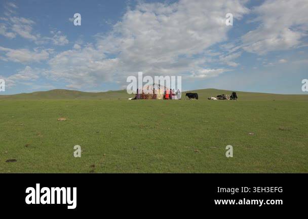 Family builds a ger tent in Mongolian meadow, showing nomadic shelter ...