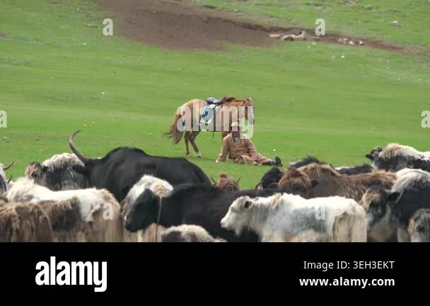 Mounted Mongolian herder watches a yak herd from the steppe while ...