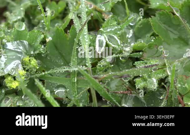 Moisture droplets accumulate on meadow grass leaves during foggy humid ...
