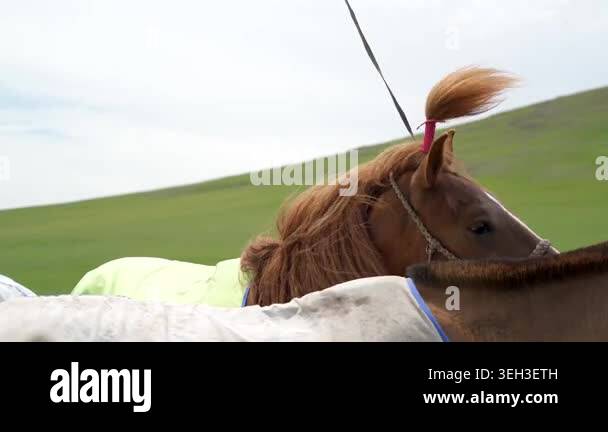 Close views show a decorated horse mane and a tied traditional ornament ...