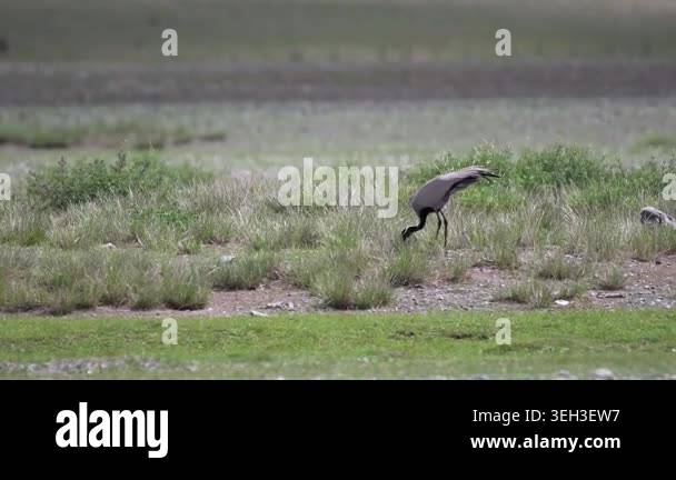 Grey cranes forage on open grassland plain showing distant feeding ...