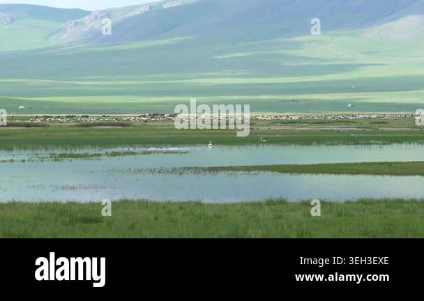 Mongolia white swans swimming on a lake across open wetland plain ...