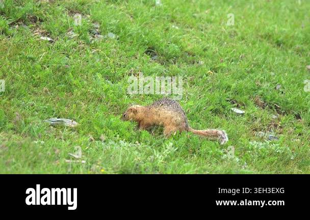 Wisconsin Digging Rodent Ground squirrel digging soil in a fresh green meadow, small rodent ...