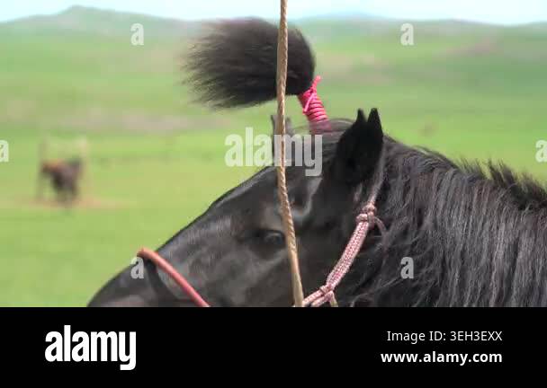 Close views show a decorated horse mane and a tied traditional ornament ...