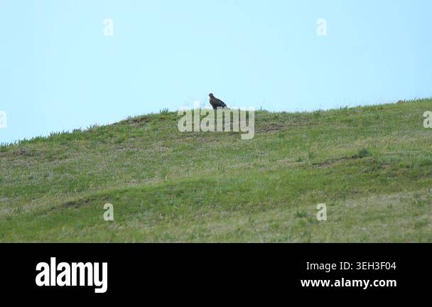 Eagle watching surroundings from rock amid fresh green grass in open ...