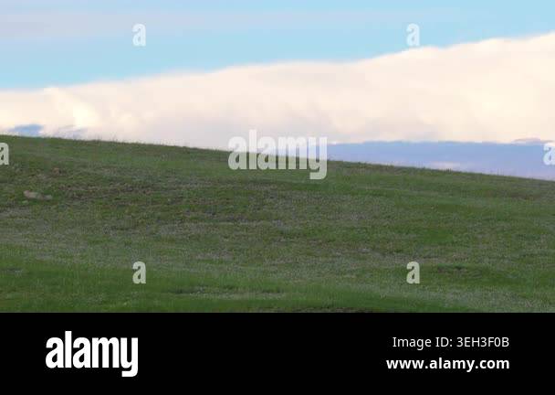 Eagle watching surroundings from rock amid fresh green grass in open ...