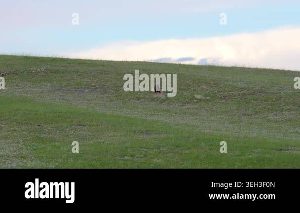 Eagle watching surroundings from rock amid fresh green grass in open ...