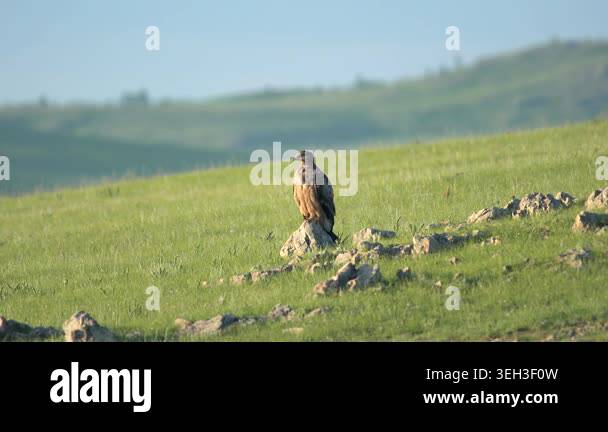 Eagle watching surroundings from rock amid fresh green grass in open ...