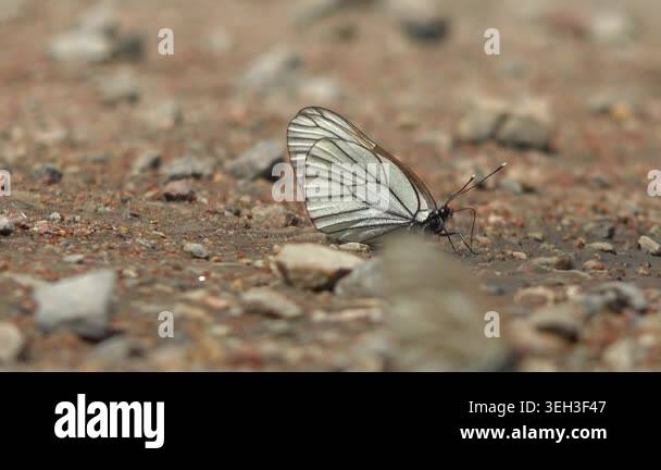 White butterfly with black striped wings resting on soil, delicate ...