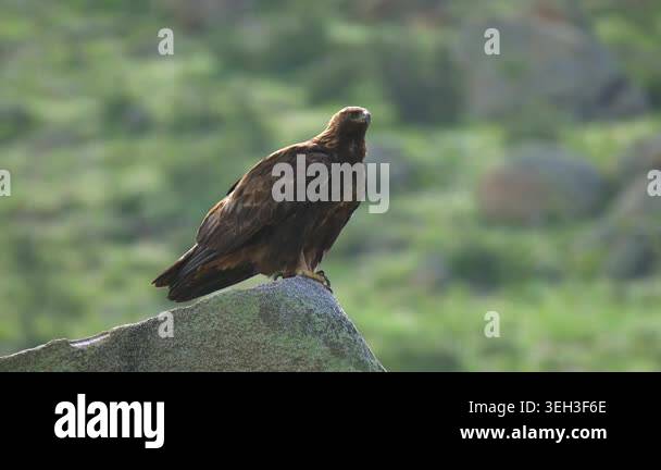 Eagle watching surroundings from rock amid fresh green grass in open ...