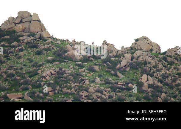 Distant deer herd moves along a mountain ridge in Khustain Nuruu ...