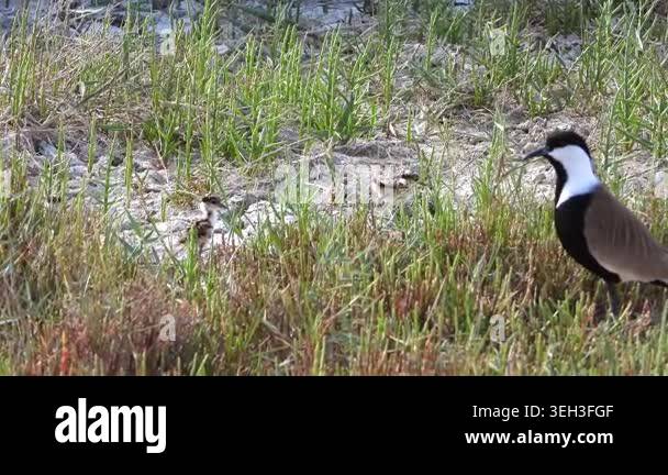 Lapwing parents with baby chicks on meadow ground, shorebird family in ...