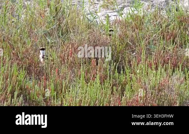 Lapwing parents with baby chicks on meadow ground, shorebird family in ...