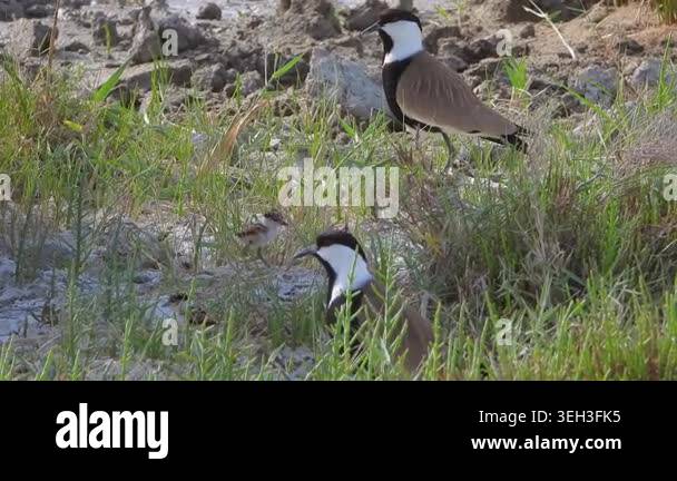 Lapwing parents with baby chicks on meadow ground, shorebird family in ...