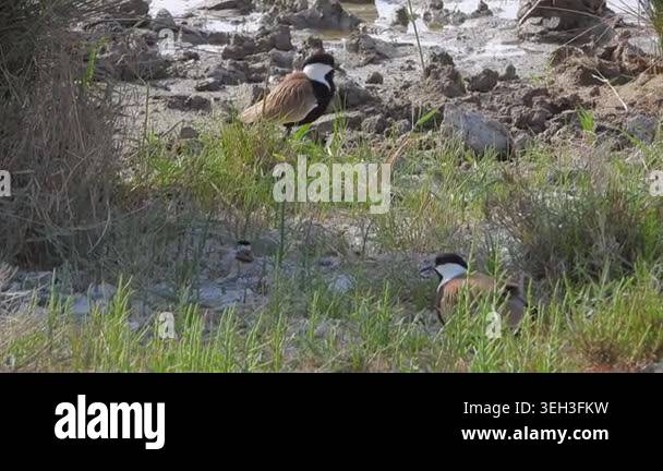 Lapwing parents with baby chicks on meadow ground, shorebird family in ...