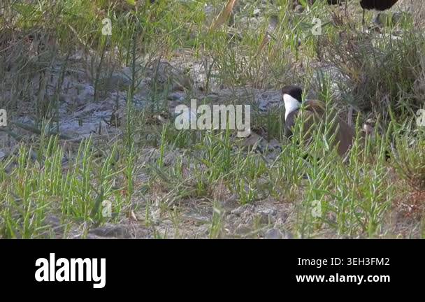 Lapwing parents with baby chicks on meadow ground, shorebird family in ...