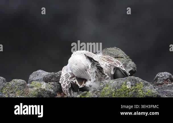 Seagull sitting on nest atop rock with ocean waves visible behind in ...