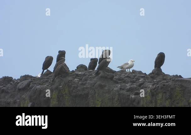 Cormorants and Seagull Birds on The Rock by The Sea in Rain in natural ...