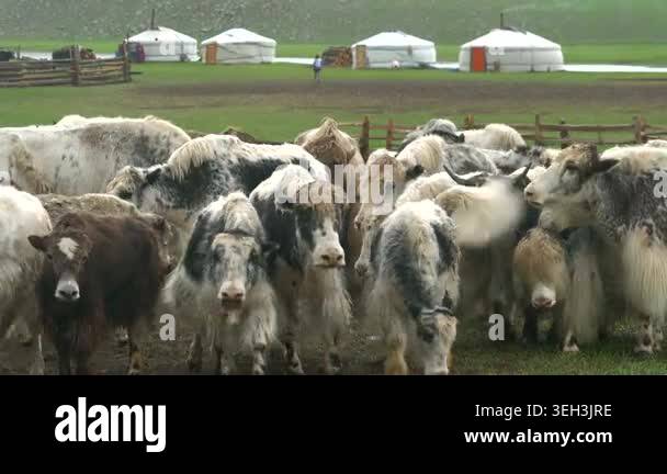 Traditional yak herd grazes near Mongolian ger village on open steppe ...